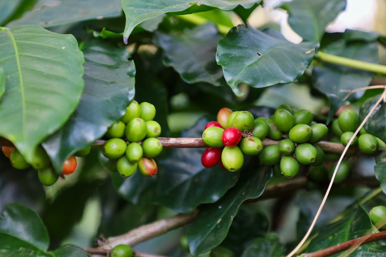 Dlaczego bariści warto kupować zieloną kawę