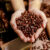 Zostań mistrzem kawy: Wybór i parzenie kawy ziarnistej